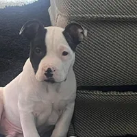 🐾 Aspen 🏔️, a male American Bully and American Pit Bull Terrier for sale in Ovilla, TX – Photo 4 of 5