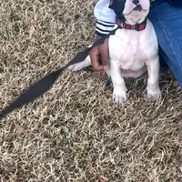 🐾 Aspen 🏔️, a male American Bully and American Pit Bull Terrier for sale in Ovilla, TX – Photo 2 of 5