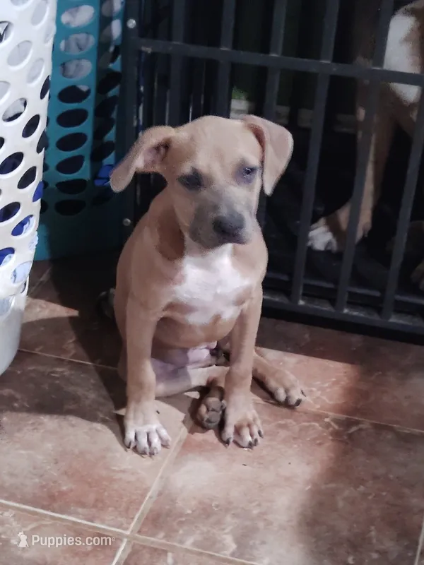 🦗 Cricket 🐶 – American Pit Bull Terrier puppy for sale in Ovilla, TX