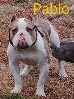 🍄 Bingo 🐾, a female American Bully and American Pit Bull Terrier for sale in Ovilla, TX – Photo 5 of 6