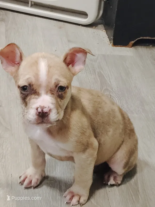 🍄 Bingo Biscayne 🐾