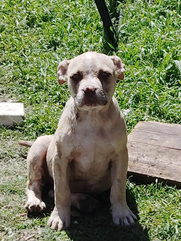 🍄 Bingo 🐾 – American Pit Bull Terrier puppy for sale in Ovilla, TX