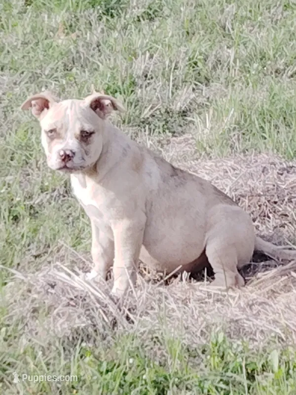 🍄 Bingo 🐾 – American Bully, American Pit Bull Terrier puppy for sale in Ovilla, TX