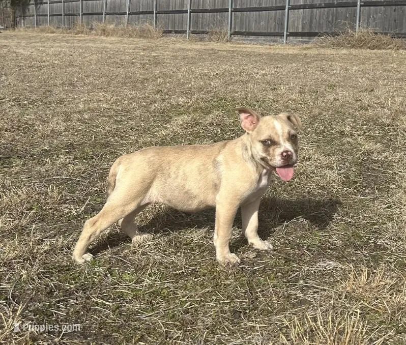 🍄 Bingo 🐾 – American Pit Bull Terrier puppy for sale in Ovilla, TX