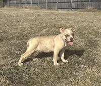 🍄 Bingo 🐾, a female American Pit Bull Terrier for sale in Ovilla, TX – 1 of 2