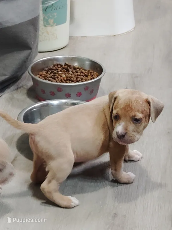 🧲 Gucci Man💪 – American Bully, American Pit Bull Terrier puppy for sale in Ovilla, TX