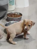 🧲 Gucci Man💪, a male American Bully and American Pit Bull Terrier for sale in Ovilla, TX – 1 of 2