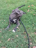 🐕Freiza 🫯, a male American Pit Bull Terrier for sale in Ovilla, TX – 4 of 6