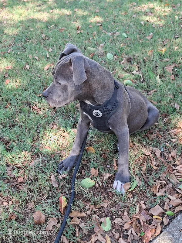 🐕Freiza 🫯 – American Pit Bull Terrier puppy for sale in Ovilla, TX