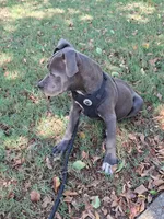 🐕Freiza 🫯, a male American Pit Bull Terrier for sale in Ovilla, TX – 1 of 6