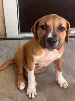 🐶 Hartly ❤️, a female American Pit Bull Terrier for sale in Ovilla, TX – 4 of 5