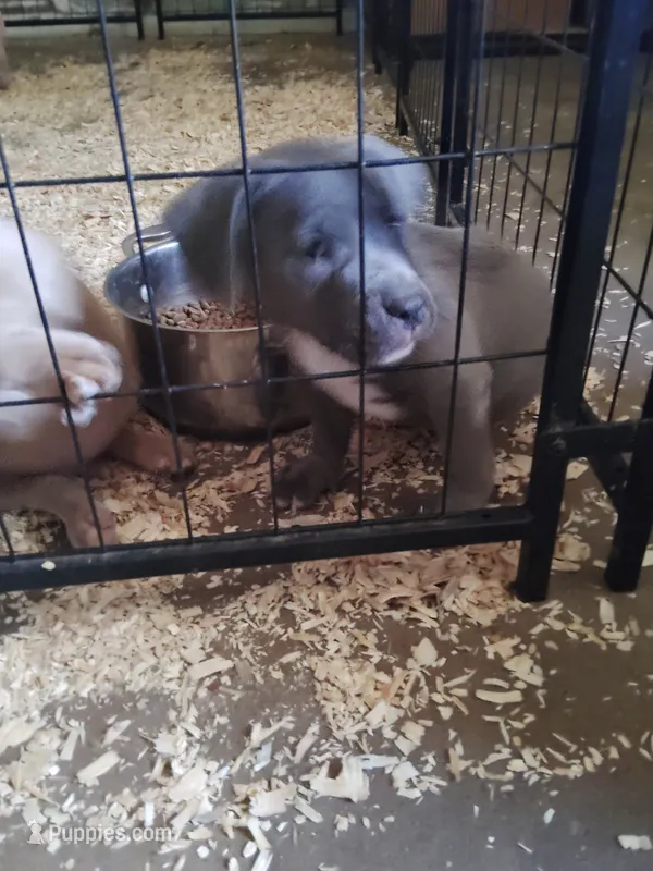 🧊 Iceman 🥶 – American Bully, American Pit Bull Terrier puppy for sale in Ovilla, TX