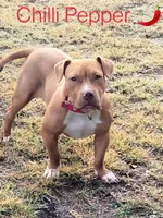 🎯 Red Rambo 💥, a male American Bully and American Pit Bull Terrier for sale in Ovilla, TX – Photo 3 of 3
