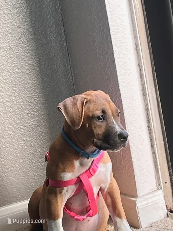 🐶 Hartly ❤️ – American Pit Bull Terrier puppy for sale in Ovilla, TX