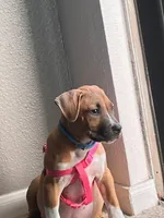 🐶 Hartly ❤️, a female American Pit Bull Terrier for sale in Ovilla, TX – 1 of 4