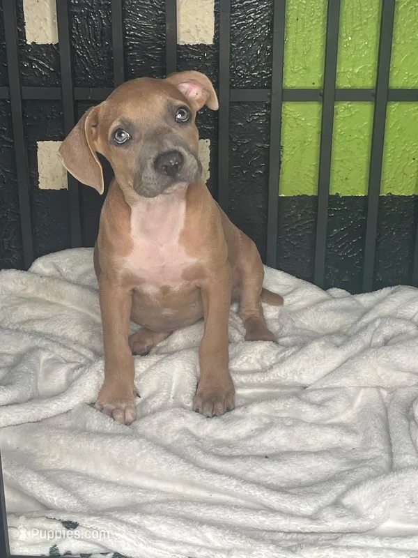 🦗 Cricket 🐶 – American Pit Bull Terrier puppy for sale in Ovilla, TX