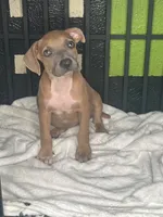 🦗 Cricket 🐶, a female American Pit Bull Terrier for sale in Ovilla, TX – 1 of 2