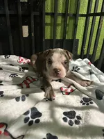 🛡️Dutch 🐾, a male American Bully and American Pit Bull Terrier for sale in Ovilla, TX – Photo 3 of 3