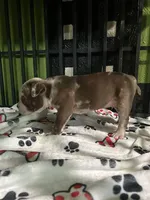 🛡️Dutch 🐾, a male American Bully and American Pit Bull Terrier for sale in Ovilla, TX – Photo 2 of 3