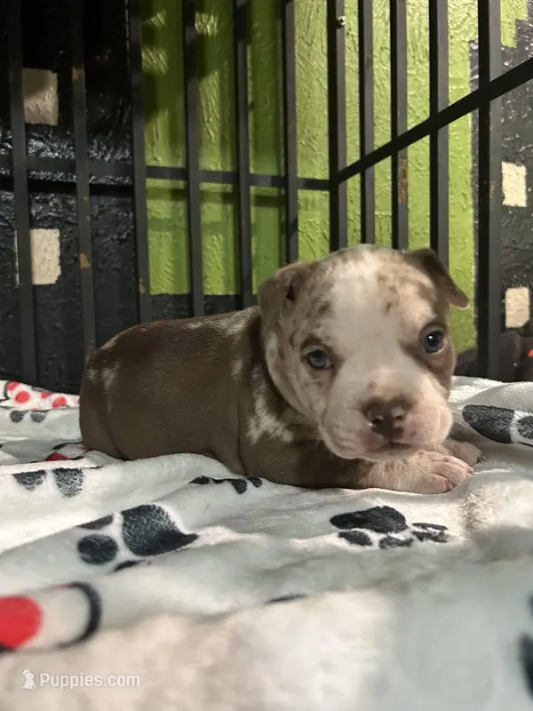 🛡️Dutch 🐾, a male American Bully and American Pit Bull Terrier for sale in Ovilla, TX – Photo 1 of 3