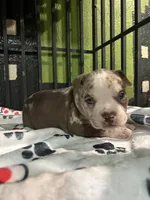 🛡️Dutch 🐾, a male American Bully and American Pit Bull Terrier for sale in Ovilla, TX – Photo 1 of 3