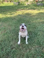 🎬 Mr. Marvel 🐾, a male American Bulldog and American Bully for sale in Ovilla, TX – 2 of 2