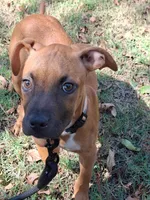 🦴 Crybaby 😭, a female American Pit Bull Terrier for sale in Ovilla, TX – 2 of 5