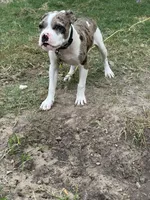 🌐 Atlas 🐾, a male American Bulldog and American Bully for sale in Ovilla, TX – 2 of 3