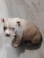 ♦️Ace Boogie 🎬, a male American Bully and American Pit Bull Terrier for sale in Ovilla, TX – Photo 2 of 2