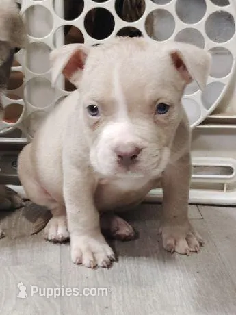 ♦️Ace Boogie 🎬 – American Bully, American Pit Bull Terrier puppy for sale in Ovilla, TX