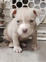 ♦️Ace Boogie 🎬, a male American Bully and American Pit Bull Terrier for sale in Ovilla, TX – Photo 1 of 2