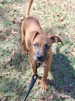 🦴 Crybaby 😭, a female American Pit Bull Terrier for sale in Ovilla, TX – 3 of 5