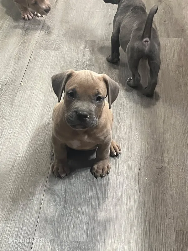 🐶 Sandman 🐕 – American Bully, American Pit Bull Terrier puppy for sale in Ovilla, TX