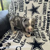 Cookie 🍪, a female American Bully for sale in Ovilla, TX – Photo 2 of 2