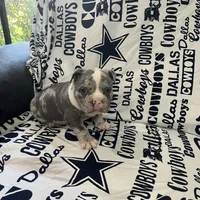 Cookie 🍪, a female American Bully for sale in Ovilla, TX – Photo 1 of 2