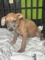 🦗 Cricket 🐶, a female American Pit Bull Terrier for sale in Ovilla, TX – 2 of 2