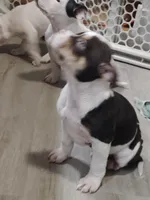 processed/e593dd21-ca74-4fd8-bd51-daeba9453a6f/listing/7bf74c0c-f621-451e-a36a-0b100d7b37d0/c277b0d5-66ec-4625-b656-520ee3decad1