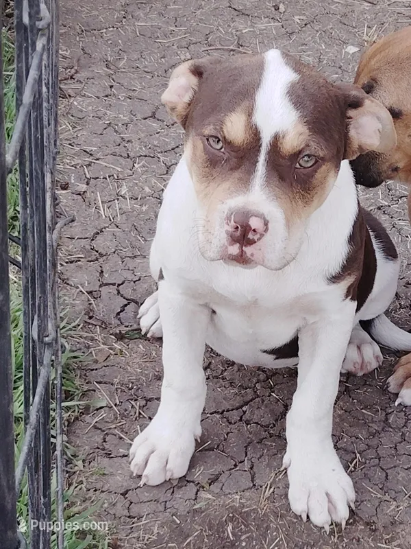 🍫 Nestle Sweet 🐾 – American Bully, American Pit Bull Terrier puppy for sale in Ovilla, TX