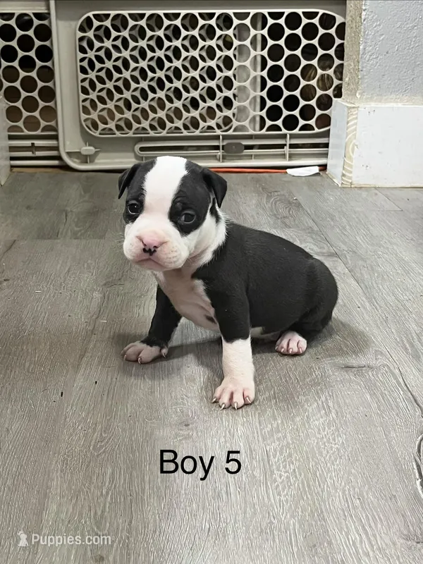 Little Rascal  – American Bully puppy for sale in Ovilla, TX