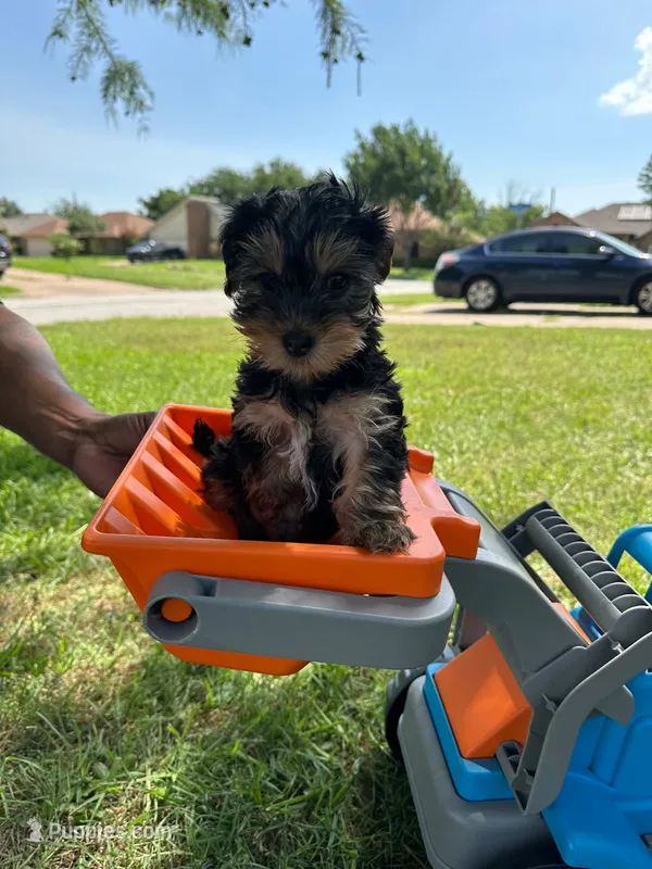 🐾 Geneva🦴, a male Yorkshire Terrier for sale in Ovilla, TX – 1 of 1