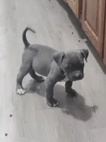 🐾 Duke of Earl 🧭, a male American Bully and American Pit Bull Terrier for sale in Ovilla, TX – 3 of 3