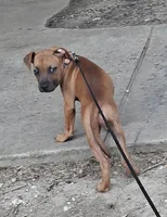 😢 Cry Baby 👶🏼, a female American Pit Bull Terrier for sale in Ovilla, TX – 3 of 3
