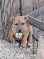 🧲 Gucci Man💪, a male American Pit Bull Terrier for sale in Ovilla, TX – Photo 3 of 4