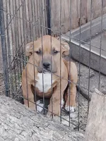 🧲 Gucci Man💪, a male American Pit Bull Terrier for sale in Ovilla, TX – Photo 4 of 4