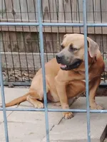 🧲 Gucci Man💪, a male American Bully and American Pit Bull Terrier for sale in Ovilla, TX – Photo 2 of 3