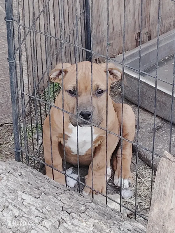 🧲 Gucci Man💪 – American Bully, American Pit Bull Terrier puppy for sale in Ovilla, TX