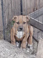 🧲 Gucci Man💪, a male American Pit Bull Terrier for sale in Ovilla, TX – Photo 1 of 4