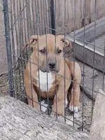 🧲 Gucci Man💪, a male American Pit Bull Terrier for sale in Ovilla, TX – Photo 2 of 4