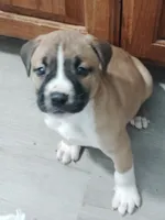 🚀 Rockett Raccoon 🦝, a male American Pit Bull Terrier for sale in Ovilla, TX – Photo 2 of 2