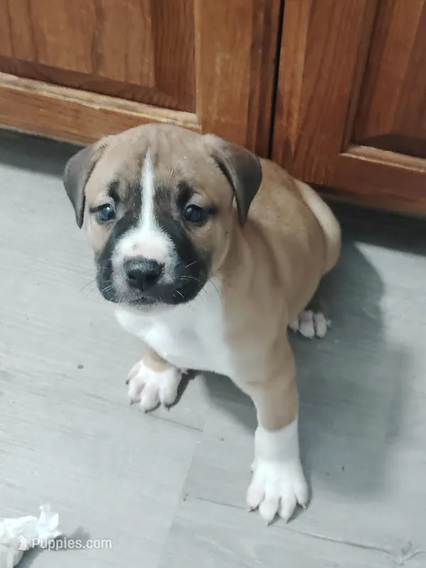 🚀 Rockett Raccoon 🦝 – American Pit Bull Terrier puppy for sale in Ovilla, TX